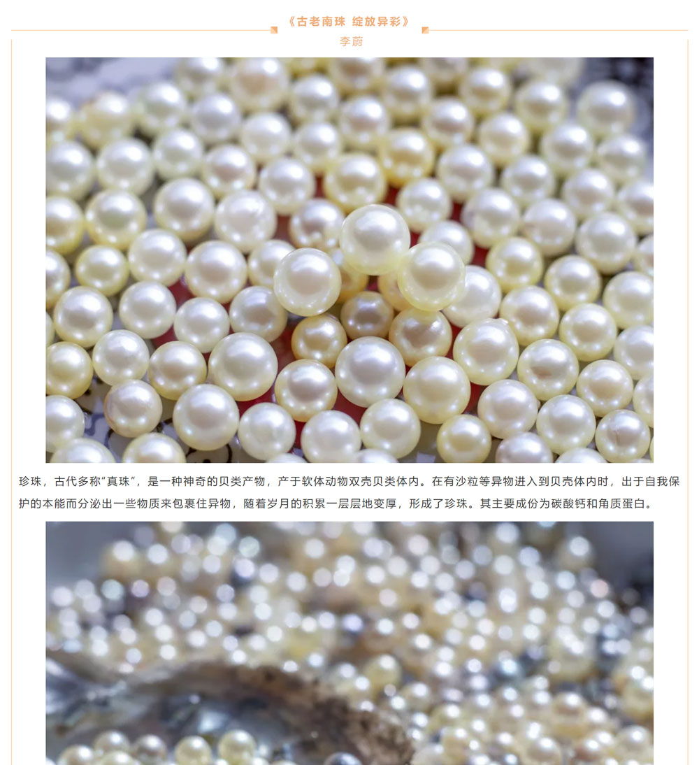 古老南珠，綻放異彩